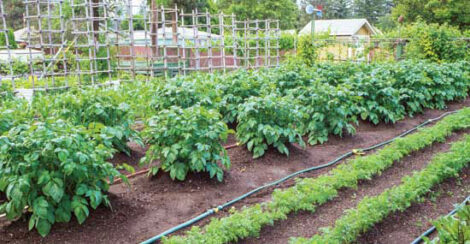 Choose the Best Garden Watering Systems Image